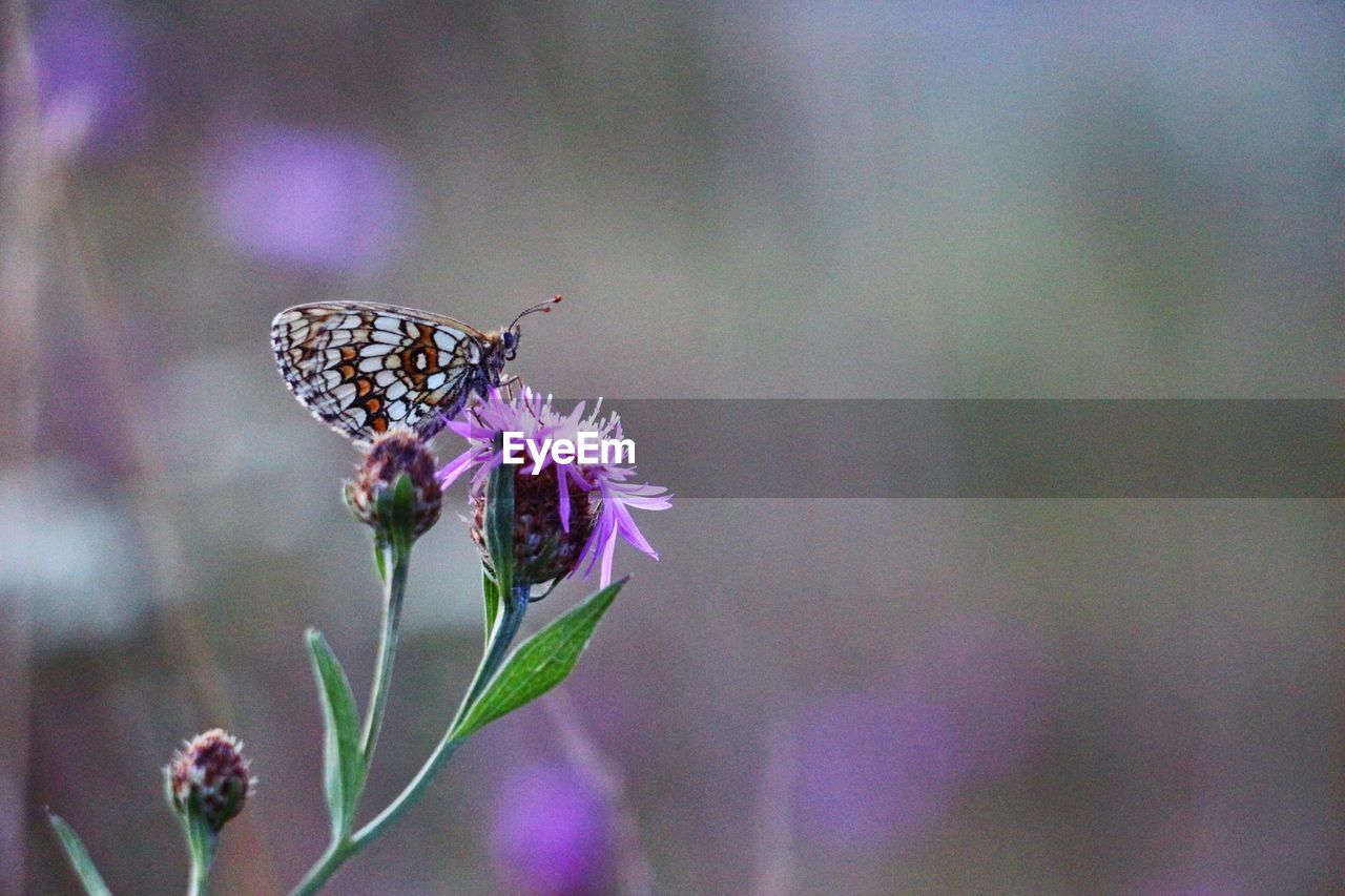 CLOSE-UP OF BUTTERFLY POLLINATING ON PURPLE FLOWERING PLANT