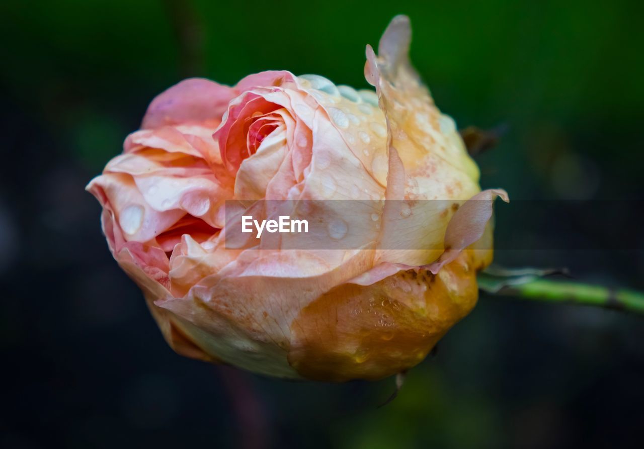 Close-up of wet rose growing outdoors