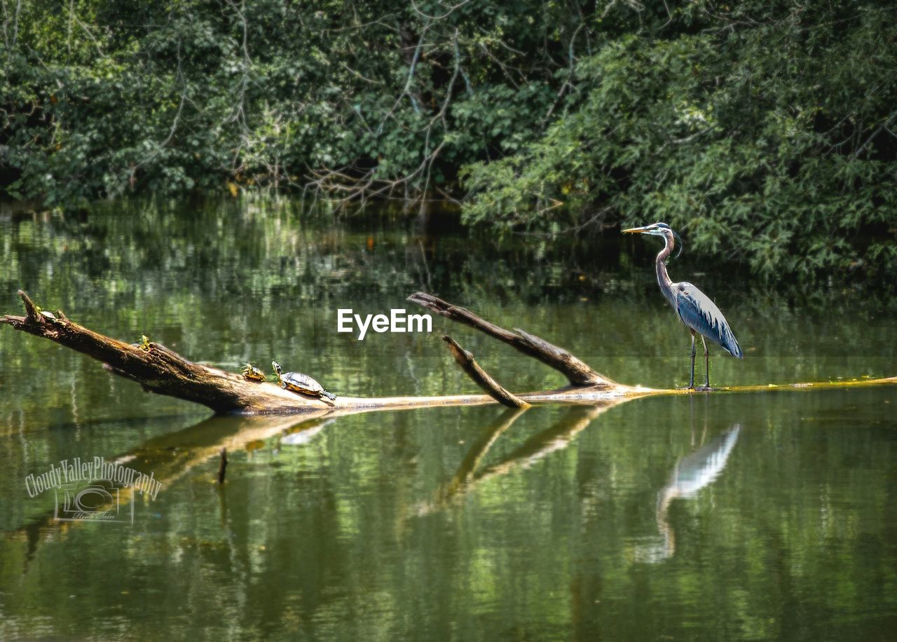 HIGH ANGLE VIEW OF HERON ON LAKE