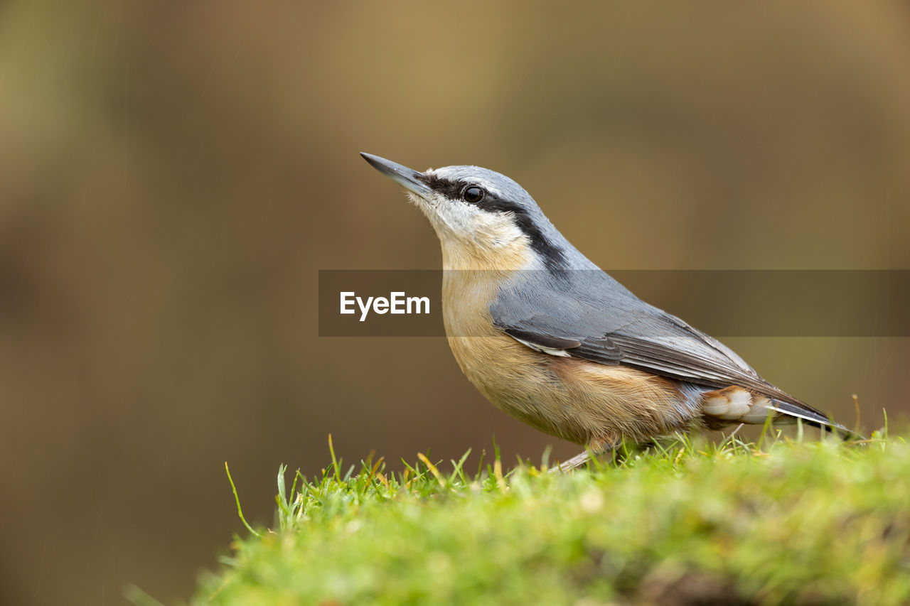 Eurasian nuthatch, sitta europaea, perched in the grass on a uniform green background.