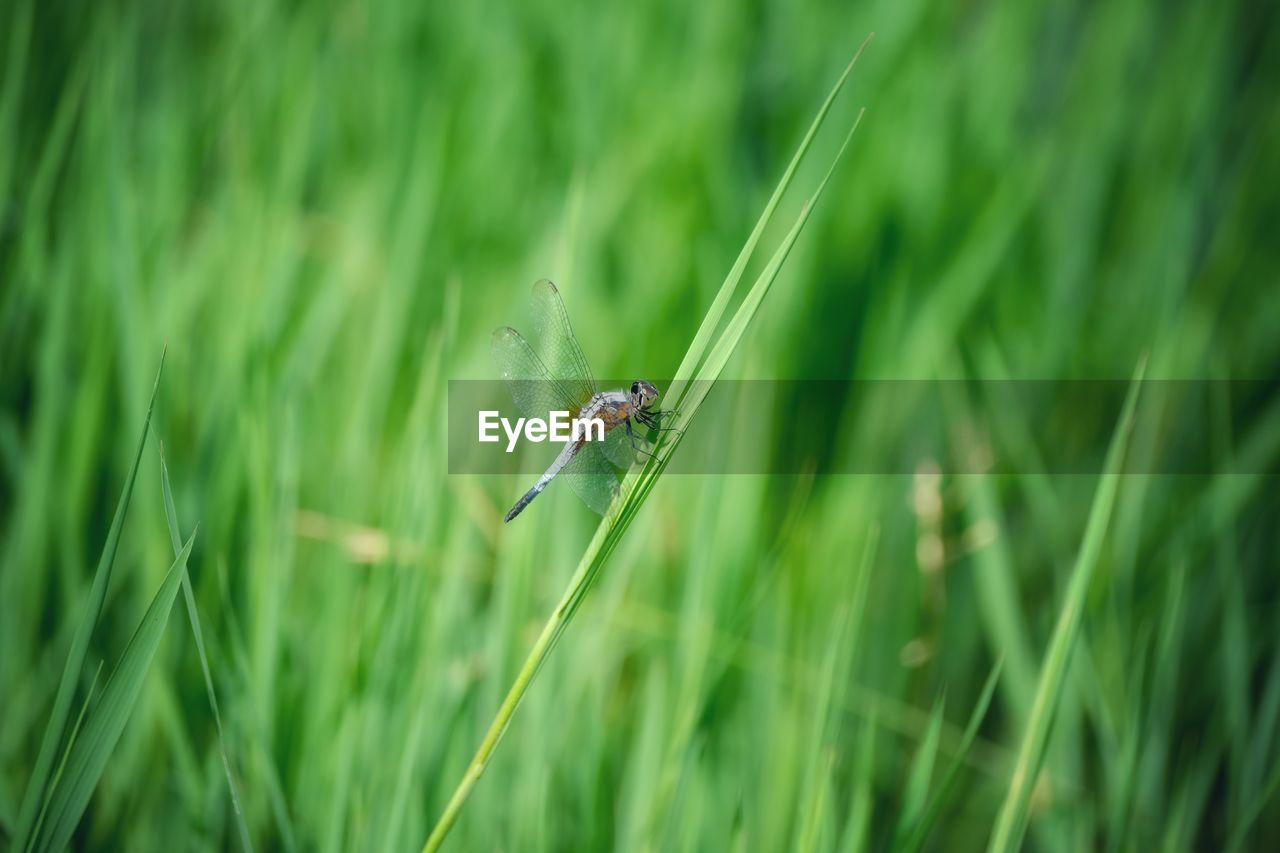 Close-up of insect on grass