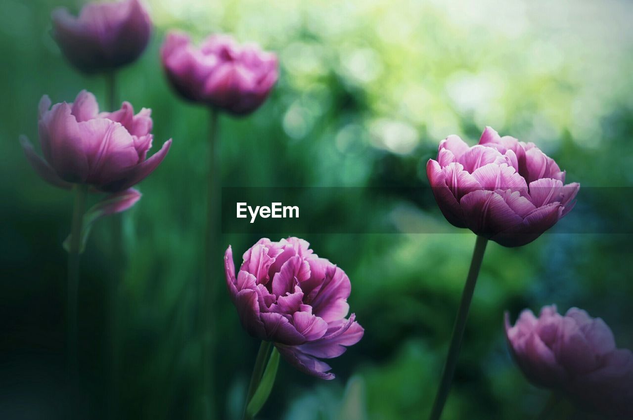 Close-up of tulips on plant