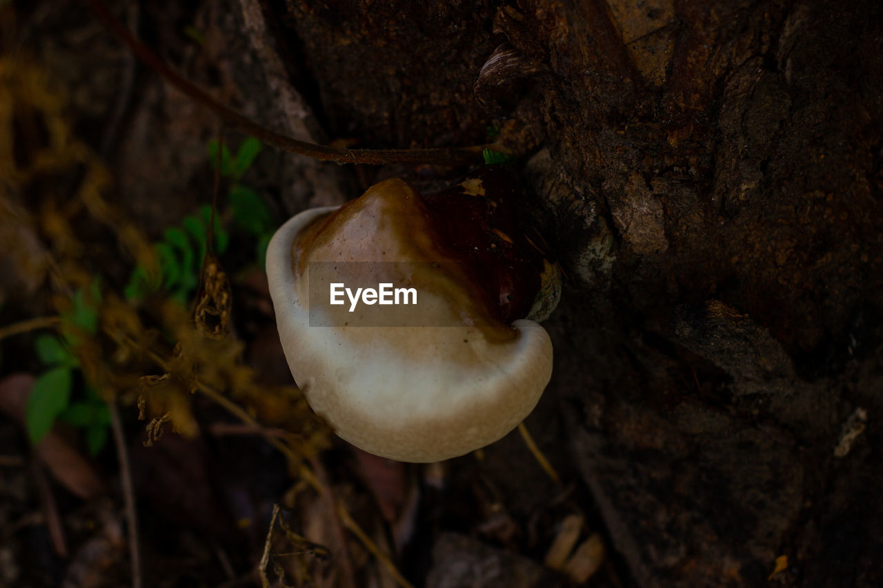 CLOSE-UP OF MUSHROOMS ON TREE TRUNK