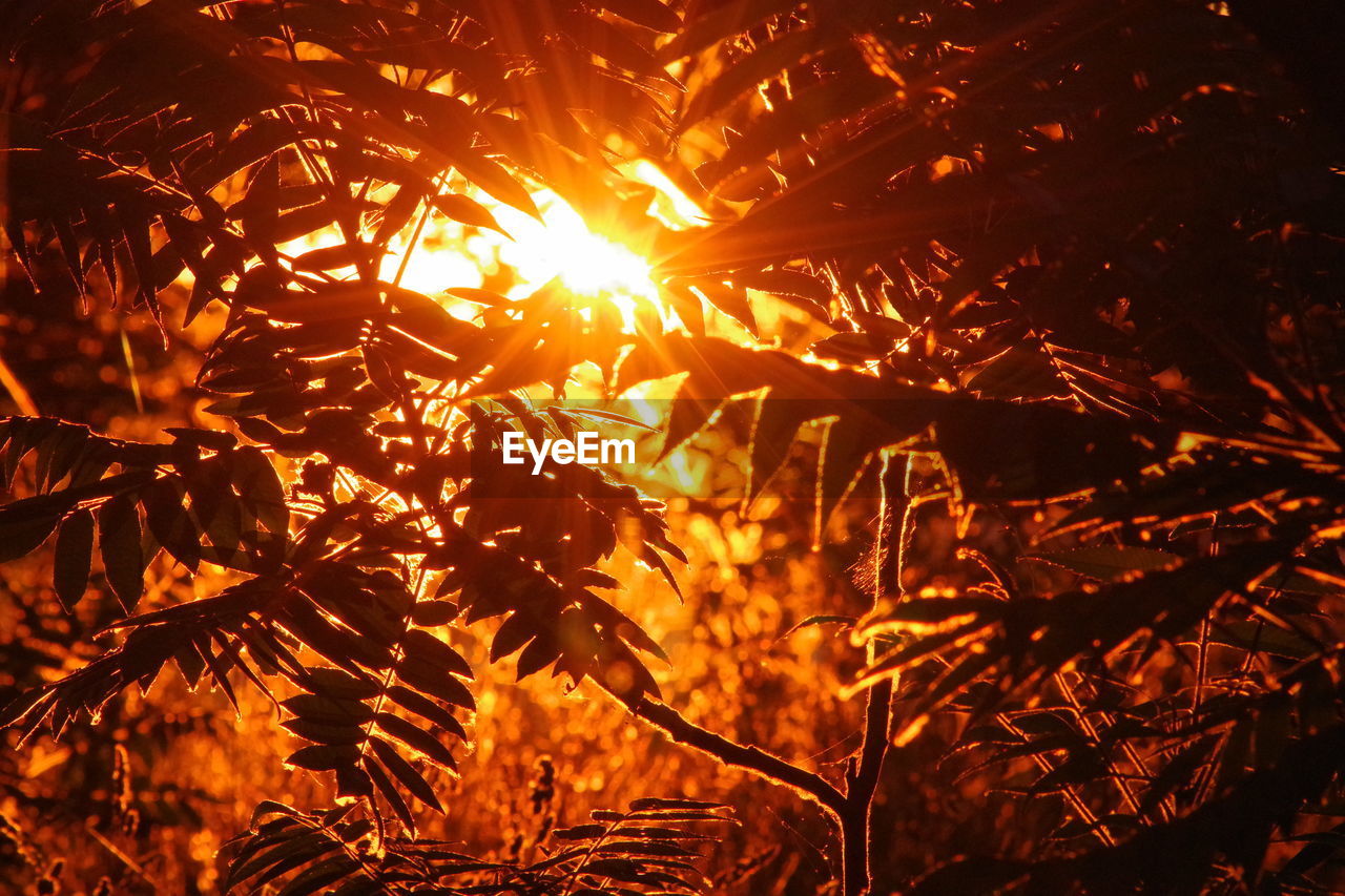 CLOSE-UP OF ORANGE TREE WITH SUNLIGHT