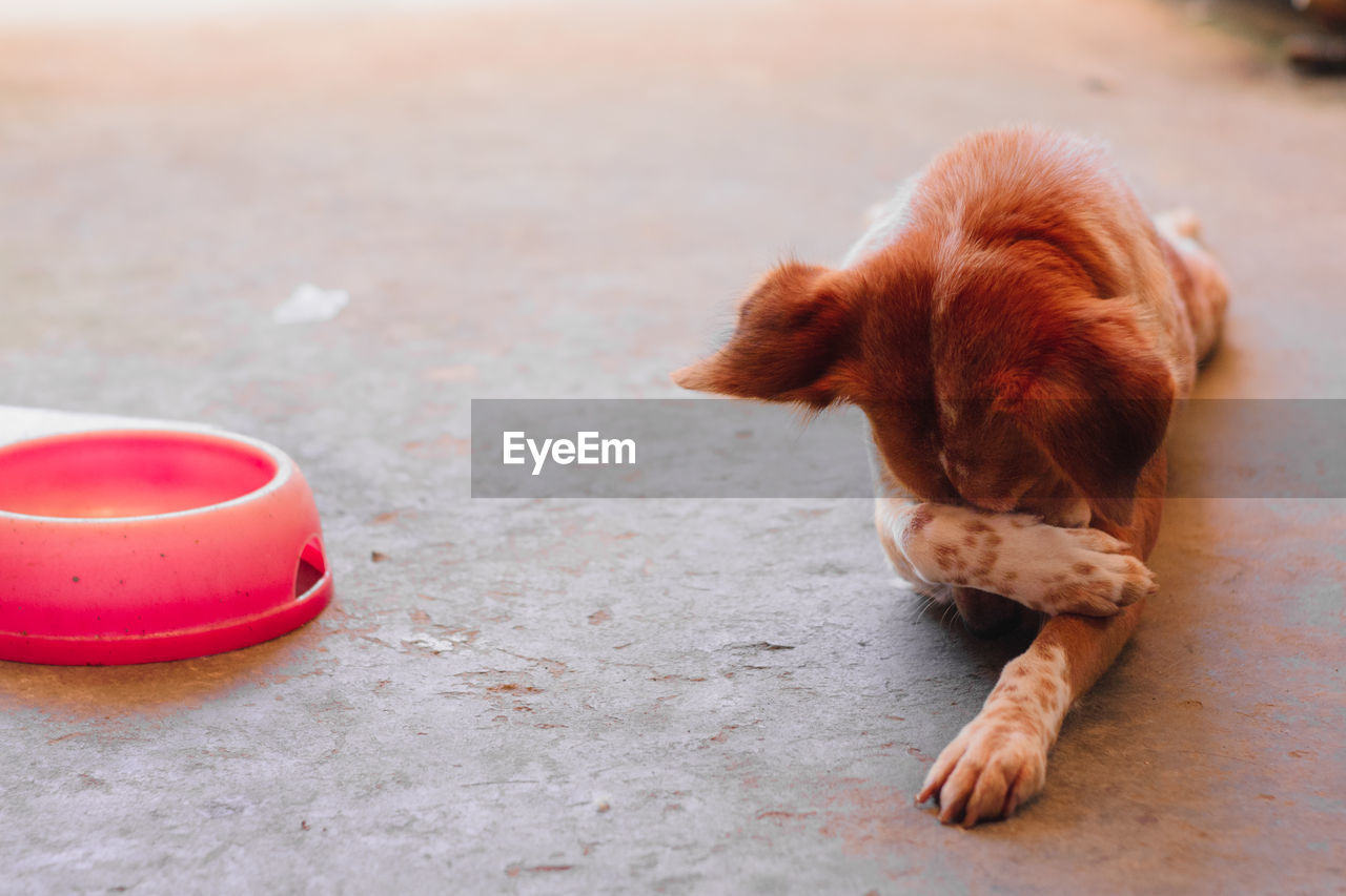 HIGH ANGLE VIEW OF A DOG ON THE GROUND