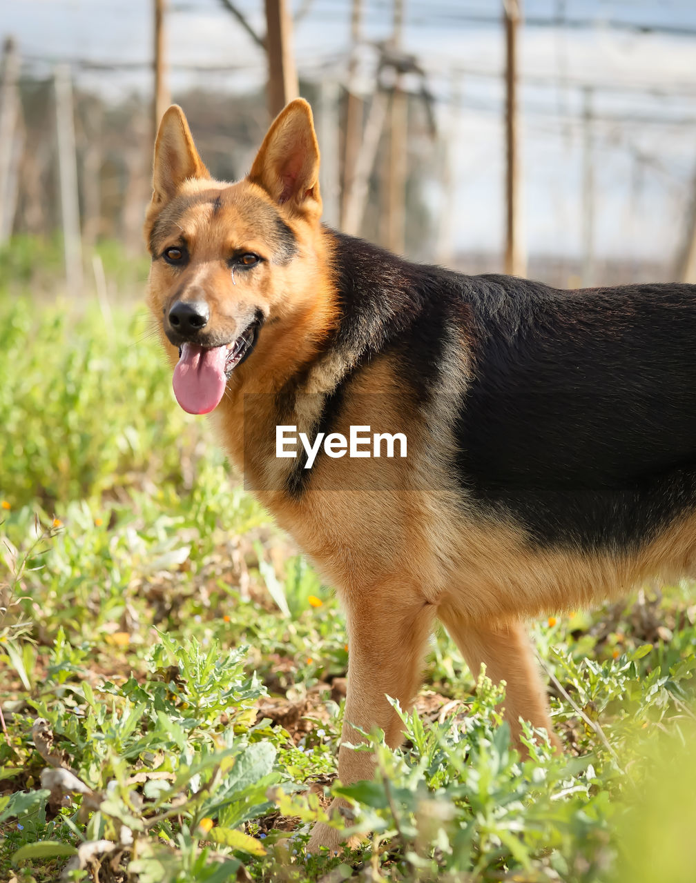 pet, one animal, animal themes, animal, dog, mammal, canine, domestic animals, german shepherd, plant, grass, nature, portrait, no people, day, east-european shepherd, sunlight, outdoors, standing, carnivore, facial expression, sticking out tongue, purebred dog, looking at camera, wolfdog, looking