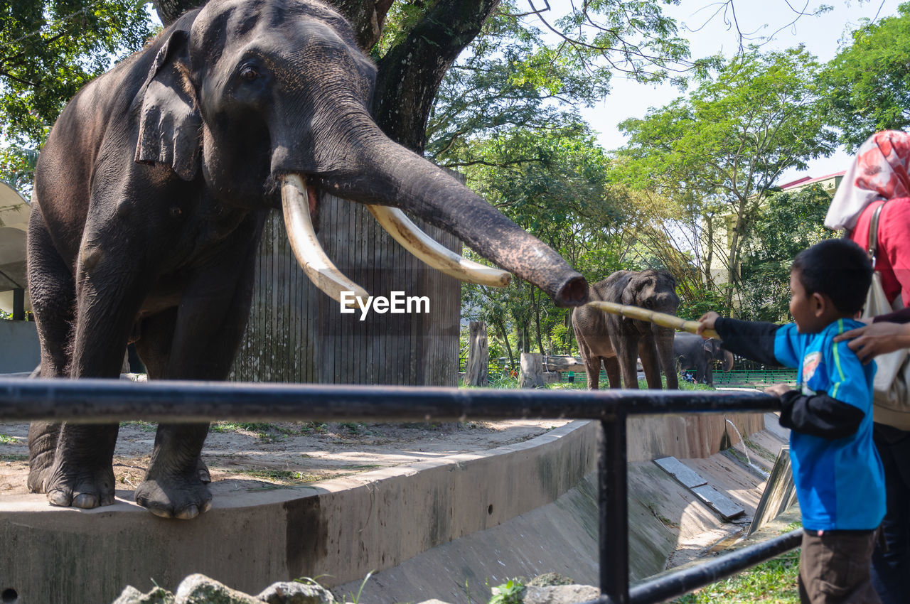 FULL LENGTH OF MAN STANDING BY ELEPHANT