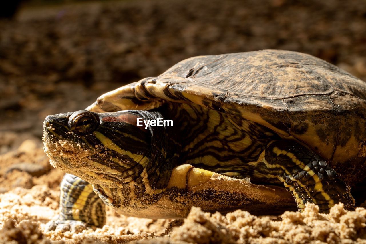 Close-up of a turtle