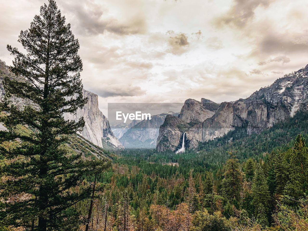 Pine trees in mountains against sky