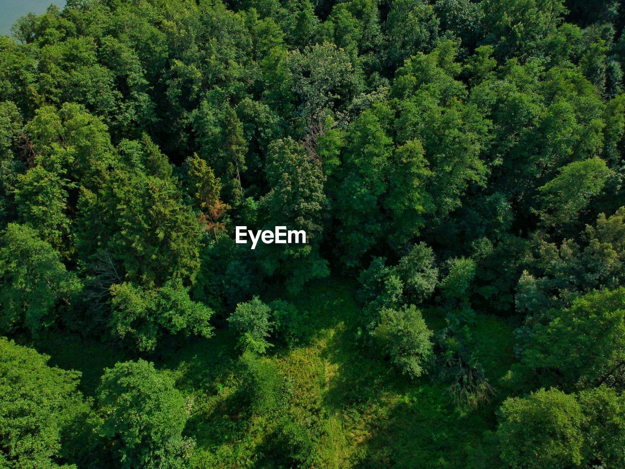 High angle view of trees in forest