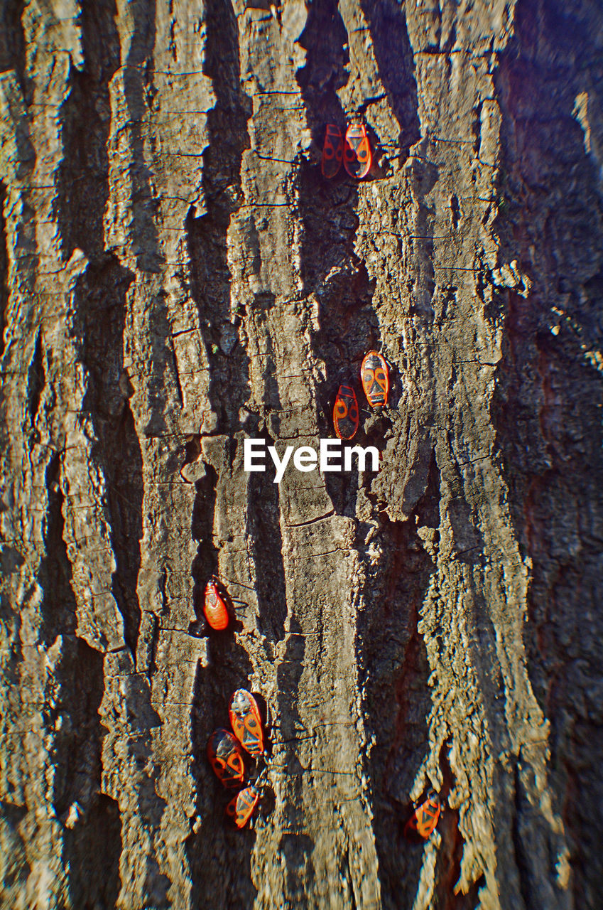 Bugs on the tree trunk