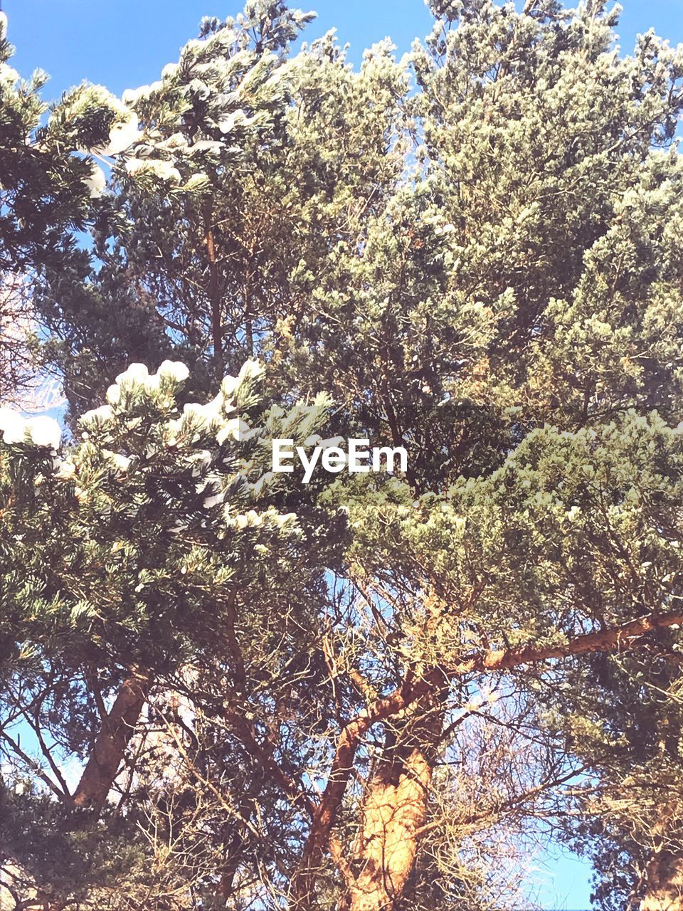 LOW ANGLE VIEW OF TREES