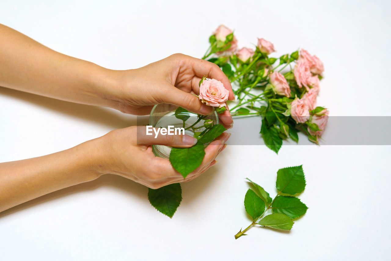 hand, plant, women, leaf, adult, plant part, nature, flower, indoors, green, freshness, togetherness, flowering plant, food and drink, positive emotion, female, food, emotion, floristry, holding, two people, lifestyles, vegetable, love, close-up, studio shot, herb, white background, wellbeing