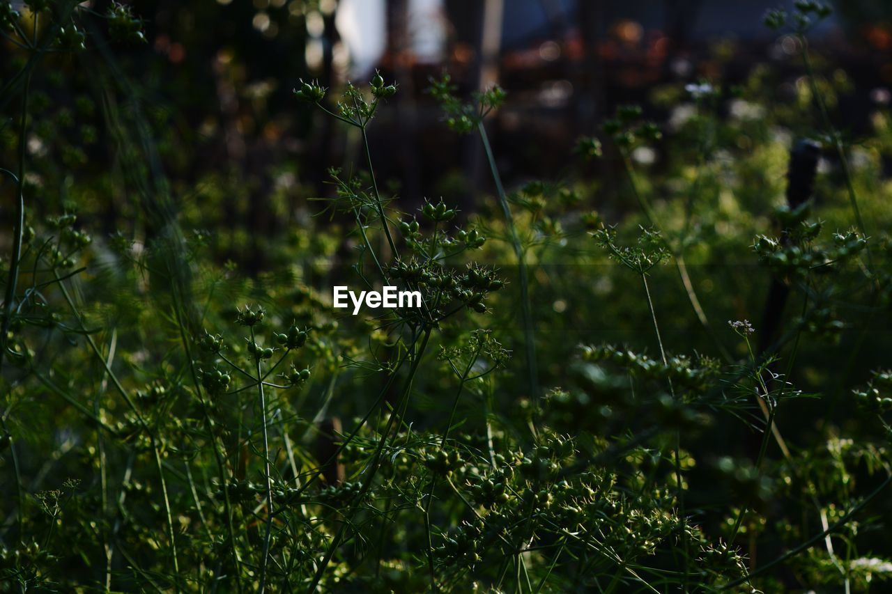 CLOSE-UP OF FRESH GREEN PLANTS IN SUNLIGHT