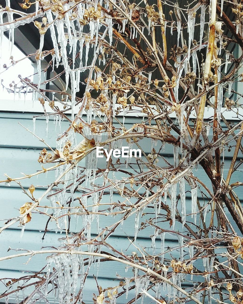 Frozen dried plant by wall