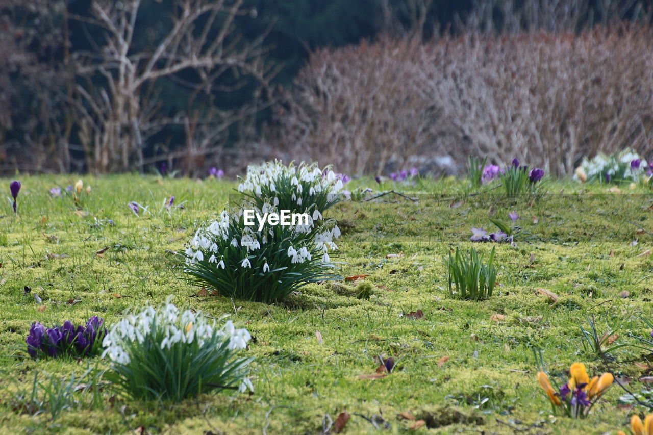 Flowers and grass on field