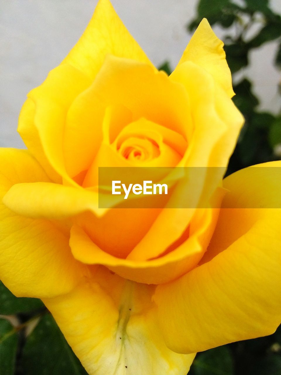 CLOSE-UP OF YELLOW ROSE AGAINST WHITE BACKGROUND