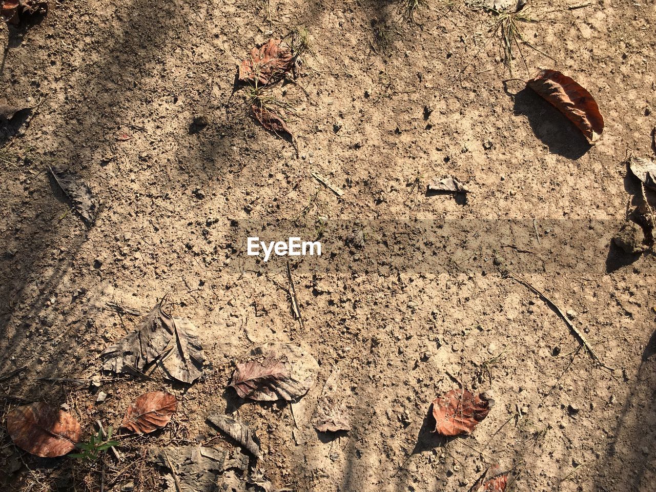 HIGH ANGLE VIEW OF LIZARD ON DRY FIELD