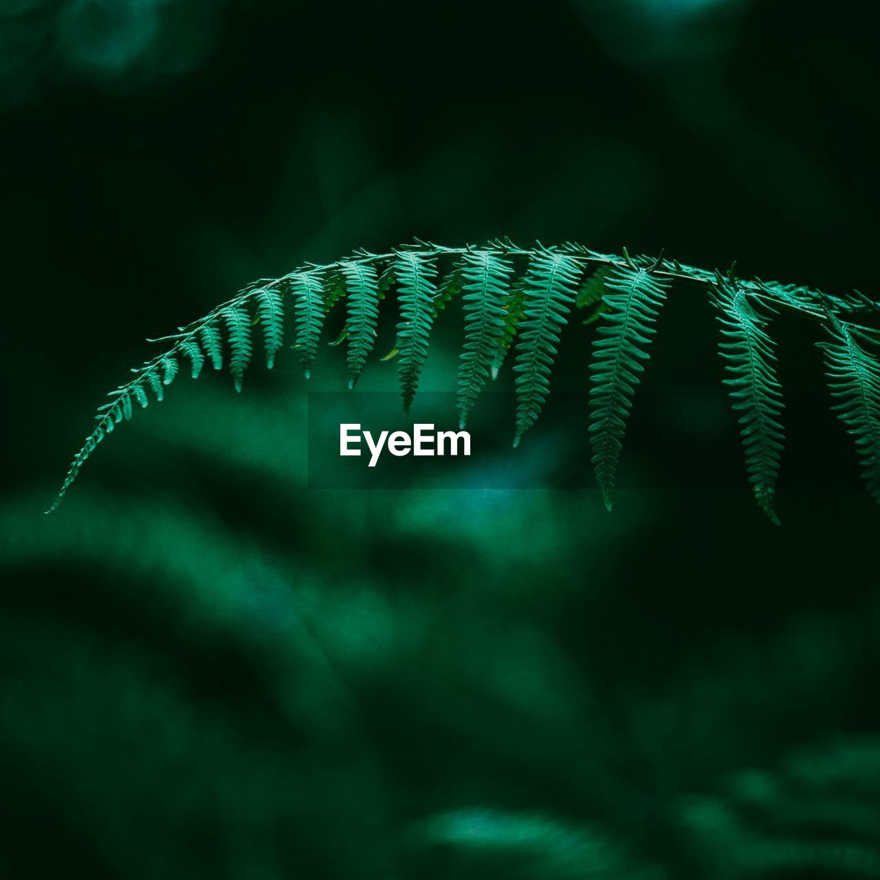 The fern in the mountain