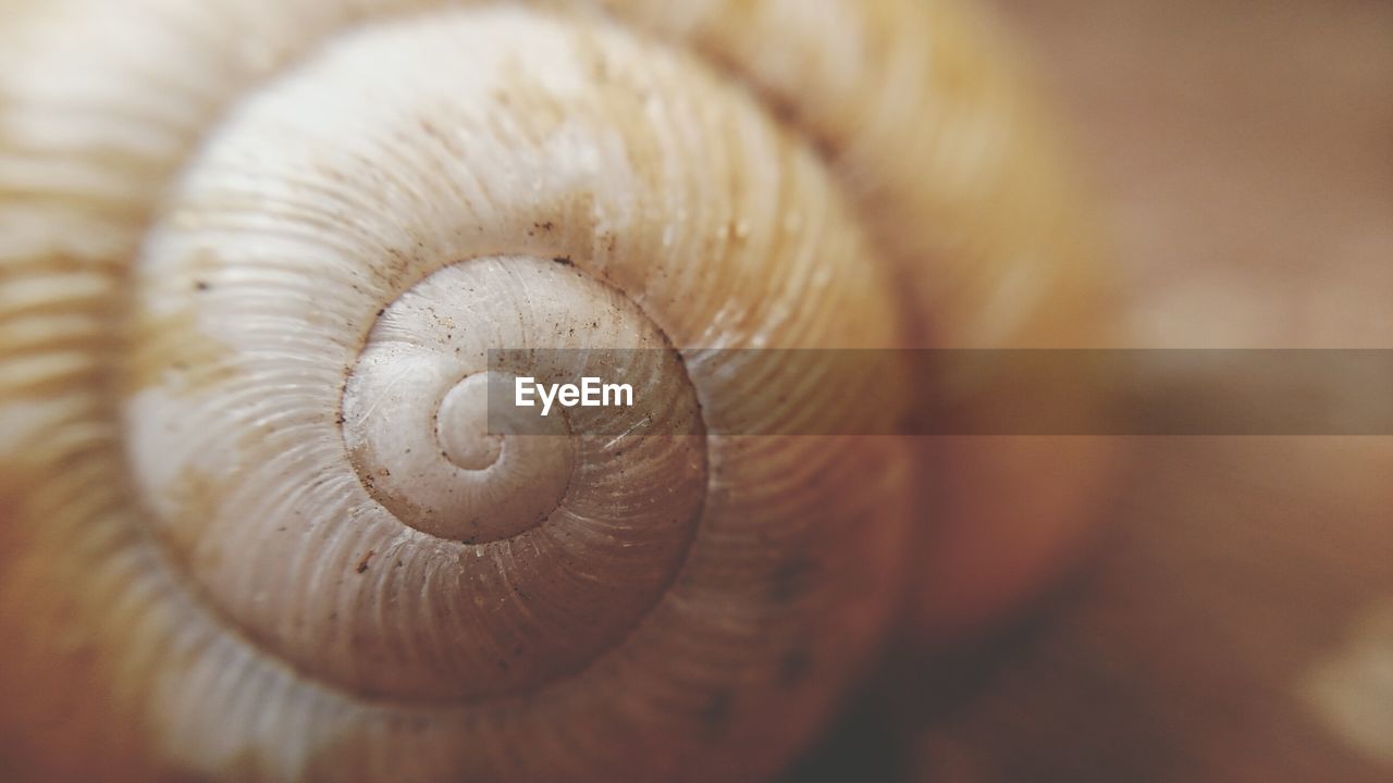 Close-up of snail on table