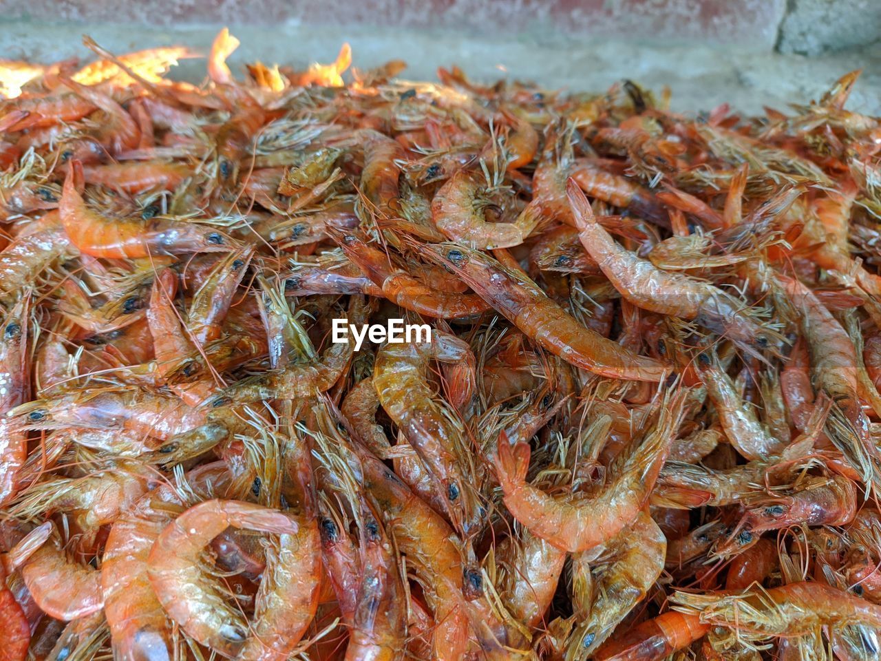 HIGH ANGLE VIEW OF FISH IN CONTAINER