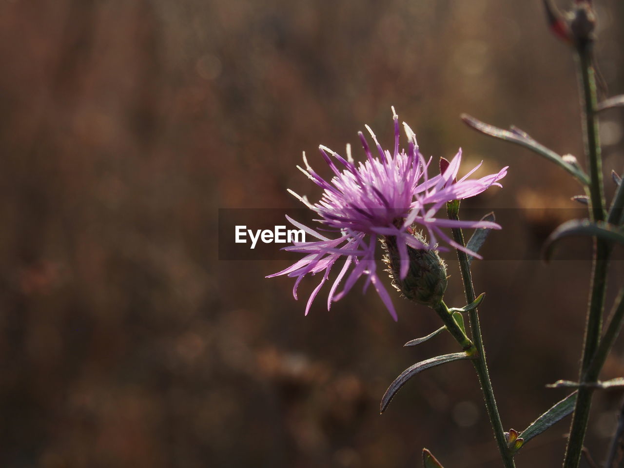 CLOSE-UP OF PINK FLOWER