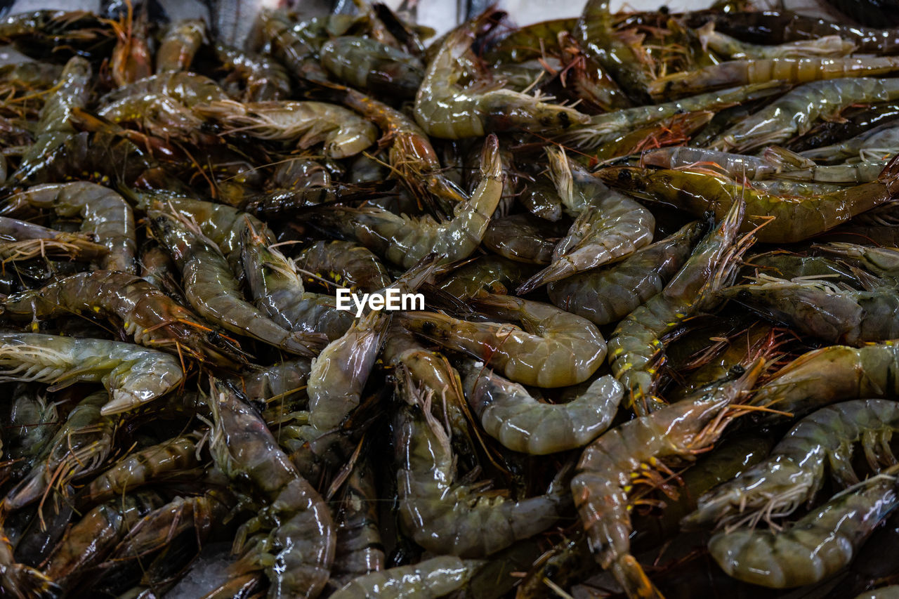 Variety of common shrimps on the batumi fish market