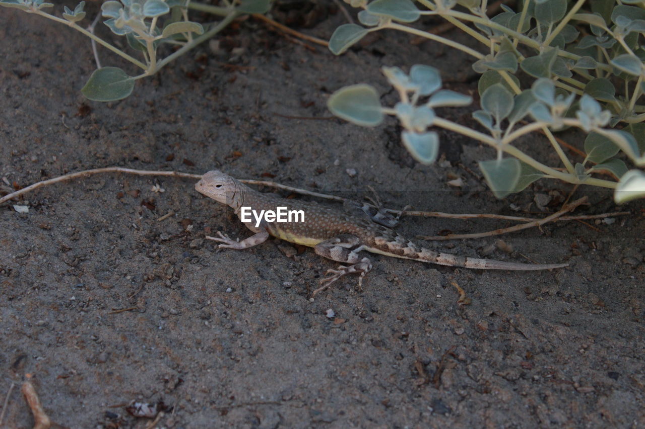 CLOSE UP OF LIZARD