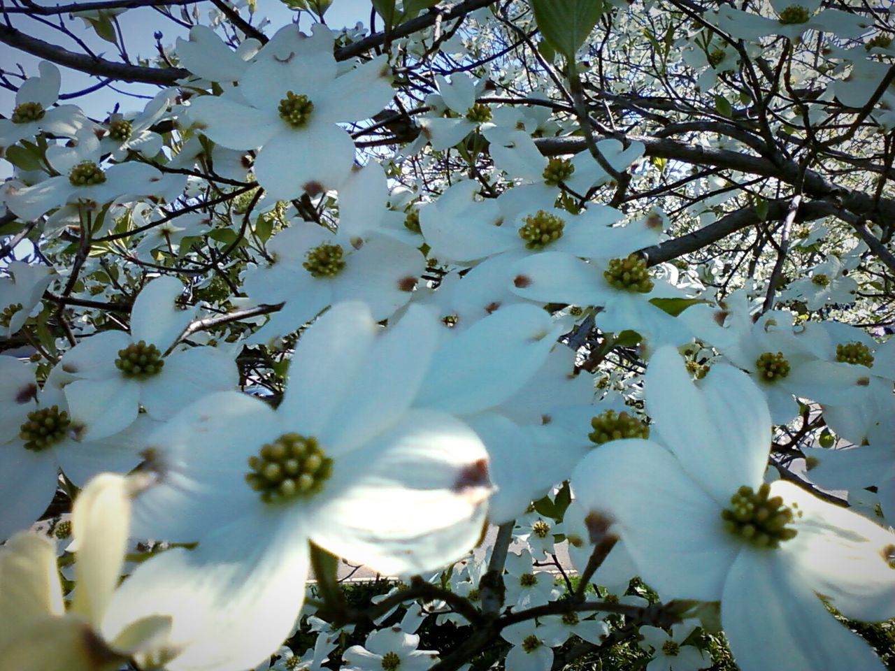 LOW ANGLE VIEW OF WHITE FLOWERS BLOOMING ON TREE