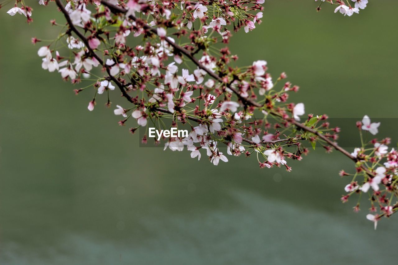 Close-up of pink cherry blossom tree