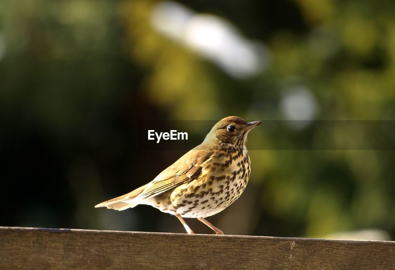 Close-up of bird perching on wooden post