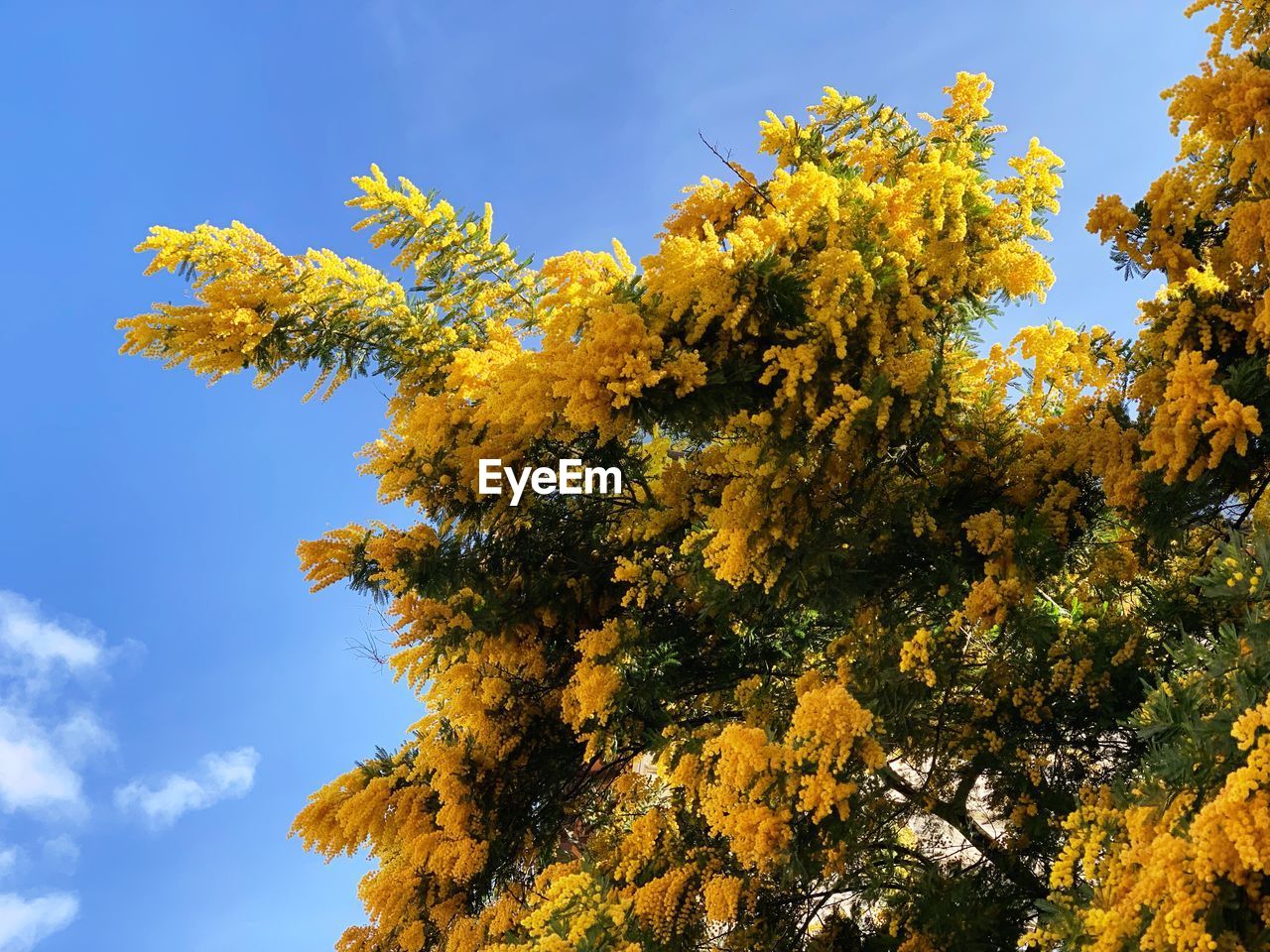 LOW ANGLE VIEW OF YELLOW FLOWERING PLANTS AGAINST SKY