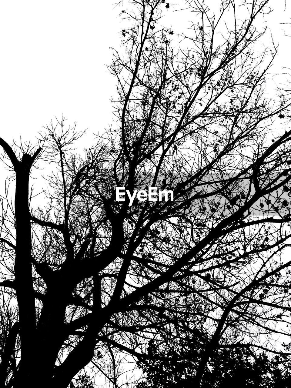 LOW ANGLE VIEW OF SILHOUETTE BARE TREES AGAINST SKY