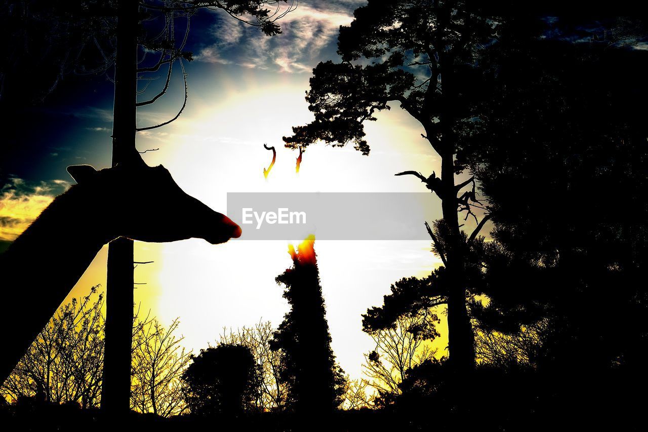 LOW ANGLE VIEW OF SILHOUETTE TREES AGAINST SUNSET SKY