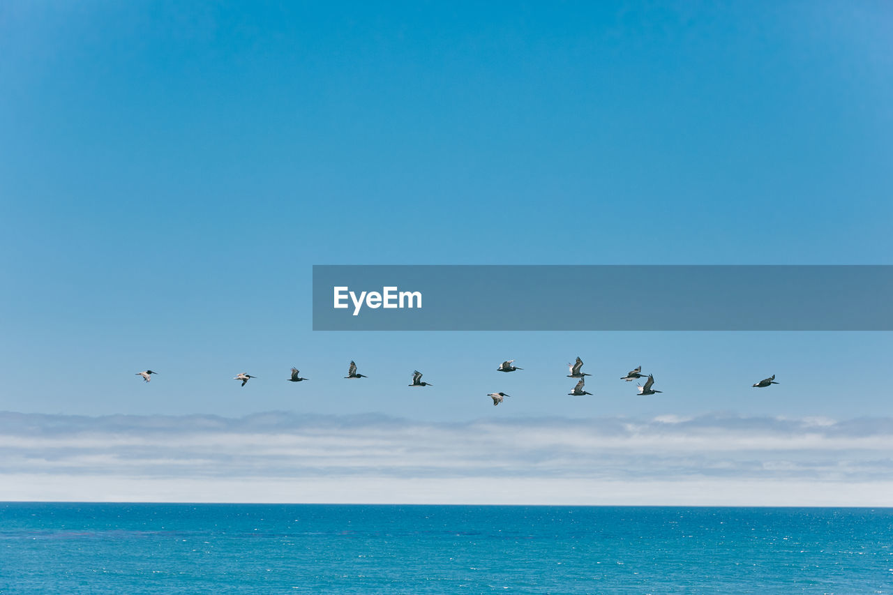 Flock of seagulls flying over ocean during summer in baja, mexico.