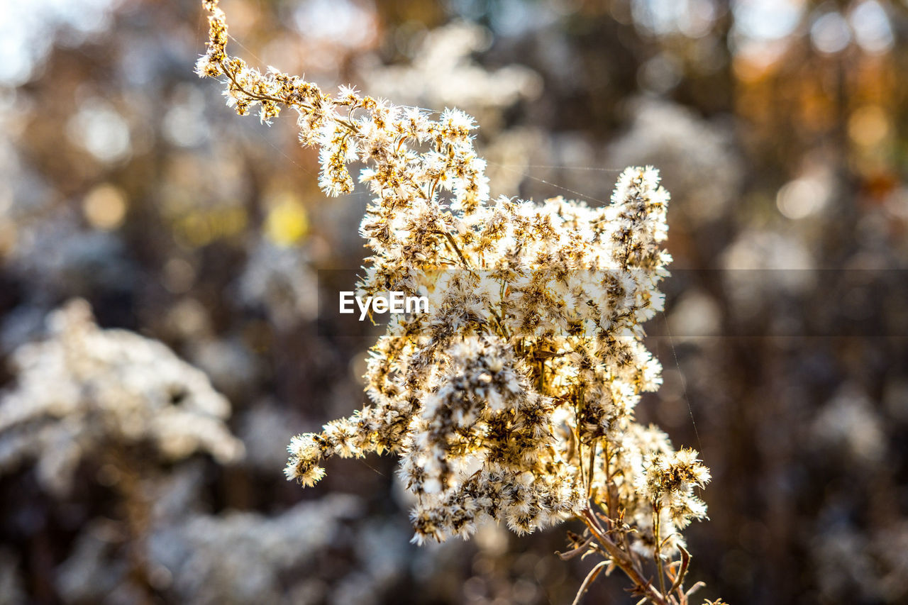 CLOSE-UP OF FROZEN TREE