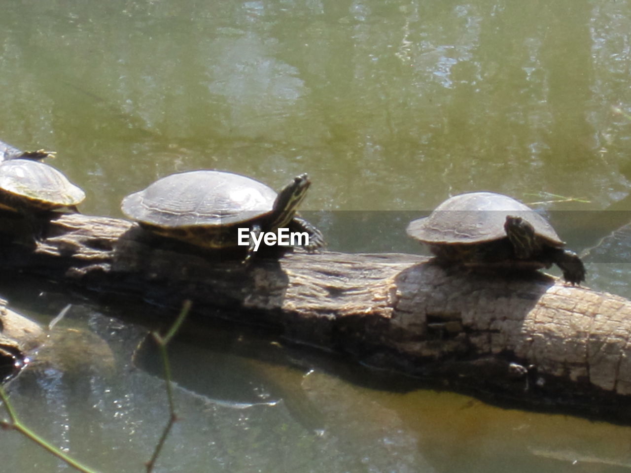 CLOSE-UP OF TURTLE IN LAKE