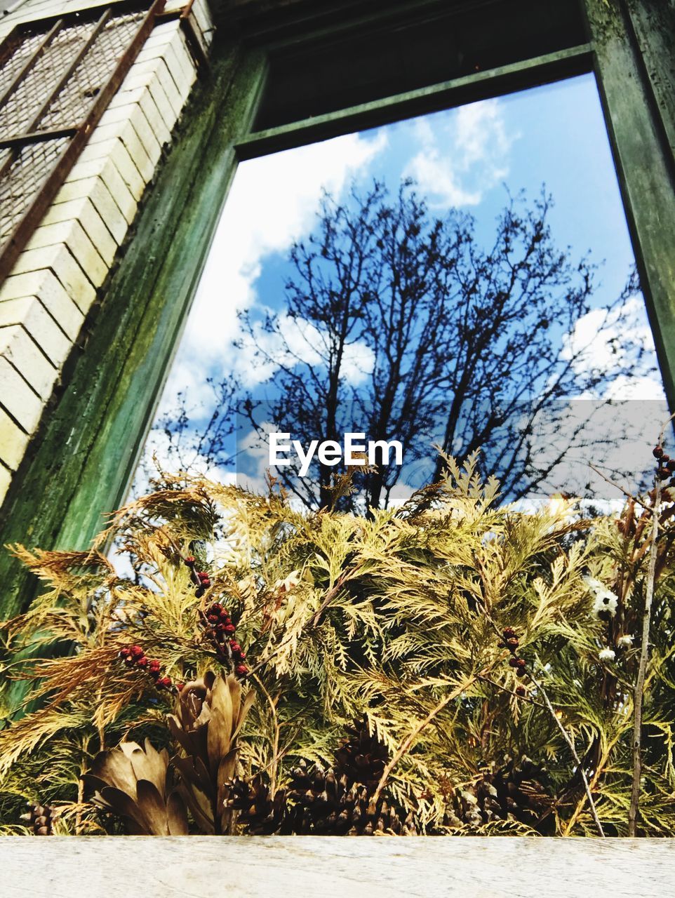 LOW ANGLE VIEW OF TREE AGAINST SKY