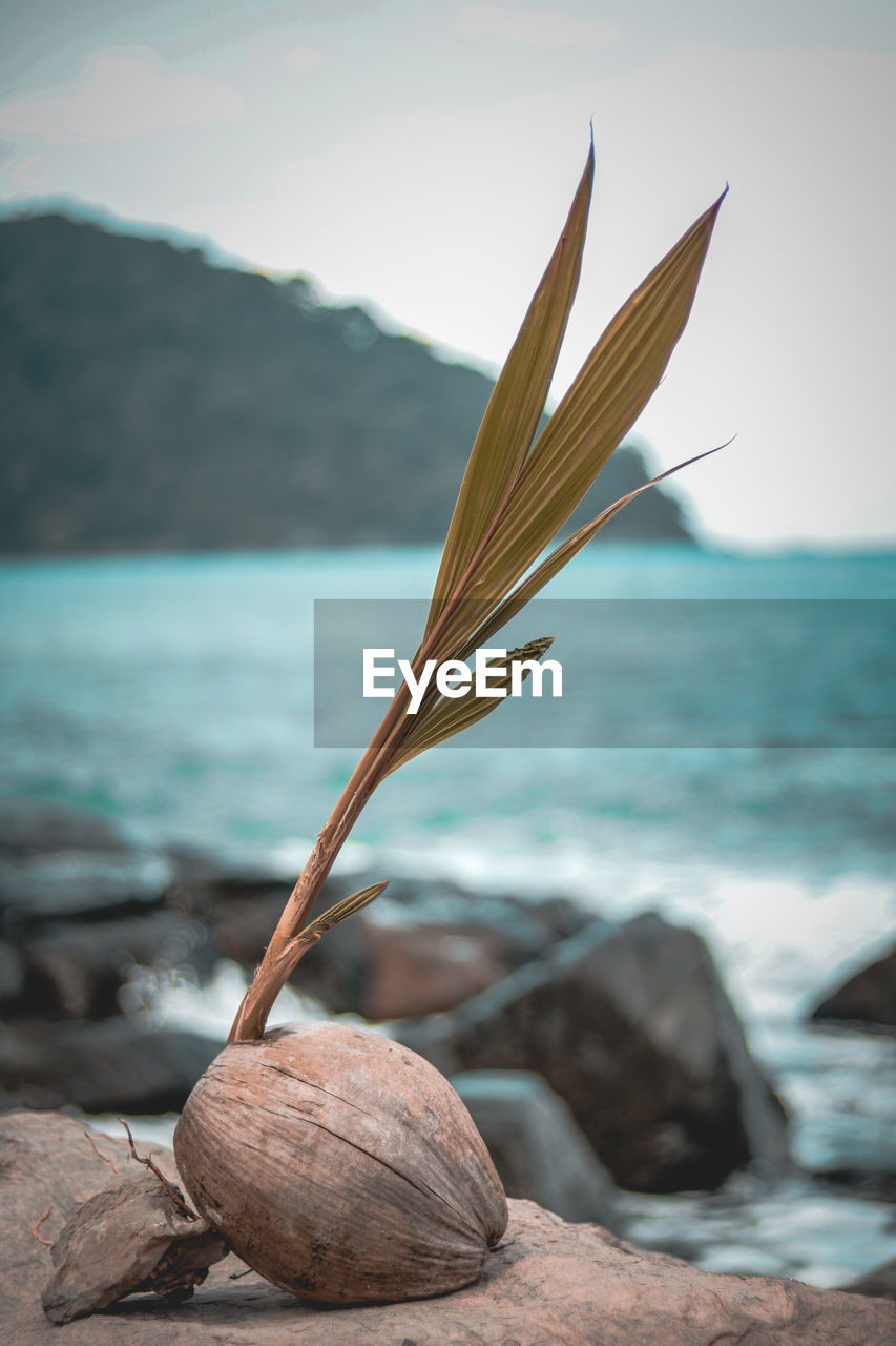 Coconut tree plant on rock at beach against sky