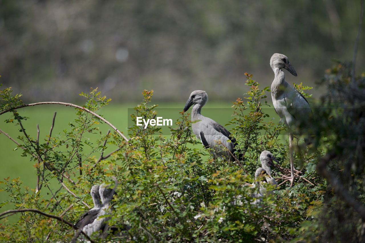 BIRDS PERCHING ON PLANTS