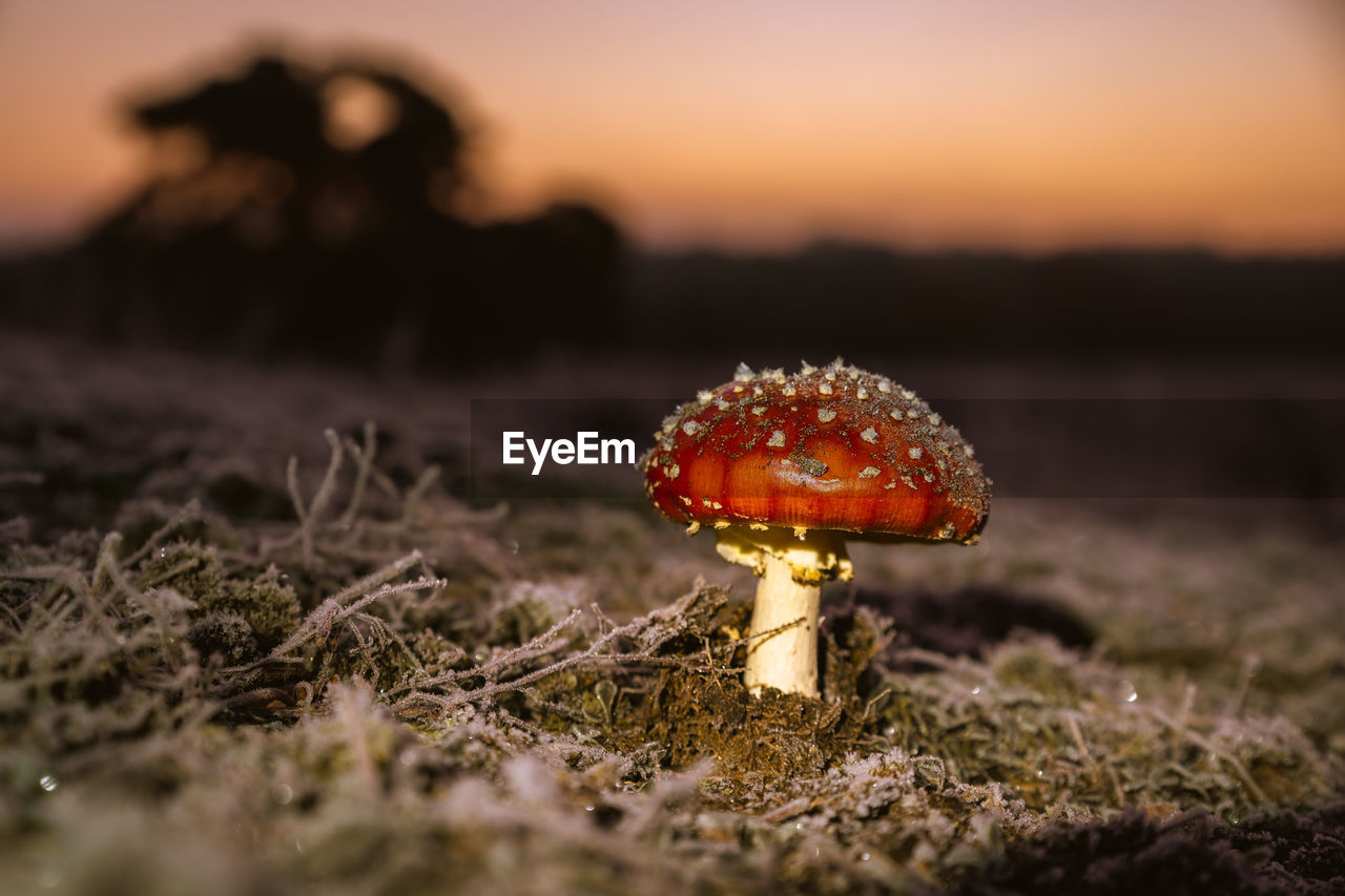 Close-up of fly agaric mushroom on field