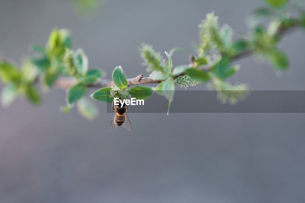 CLOSE-UP OF INSECT ON PLANT