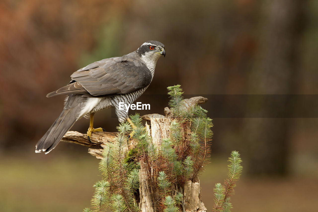 CLOSE-UP OF BIRD PERCHING ON WOOD