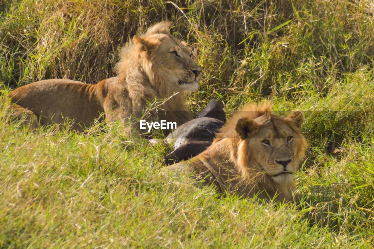 Close-up of lions resting in forest