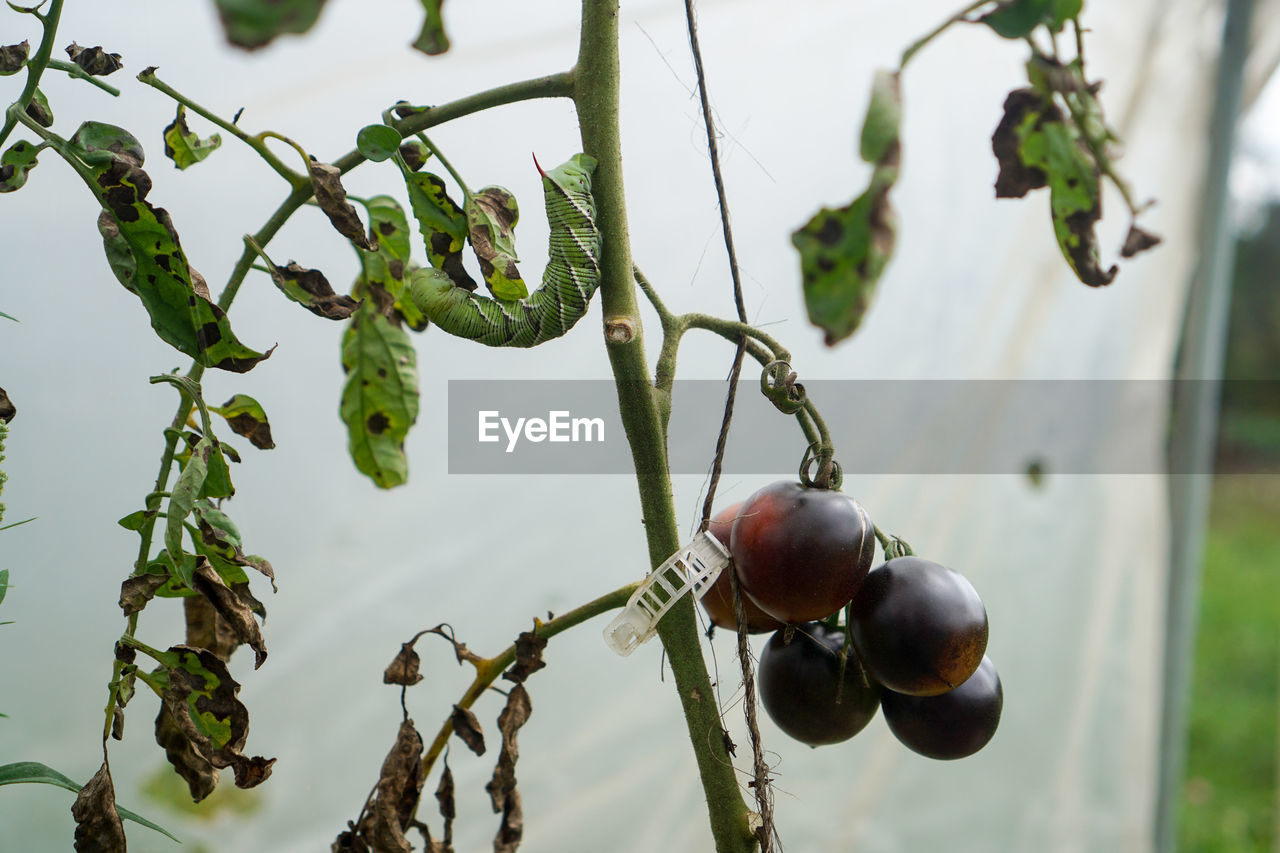 CLOSE-UP OF FRUITS HANGING ON TREE