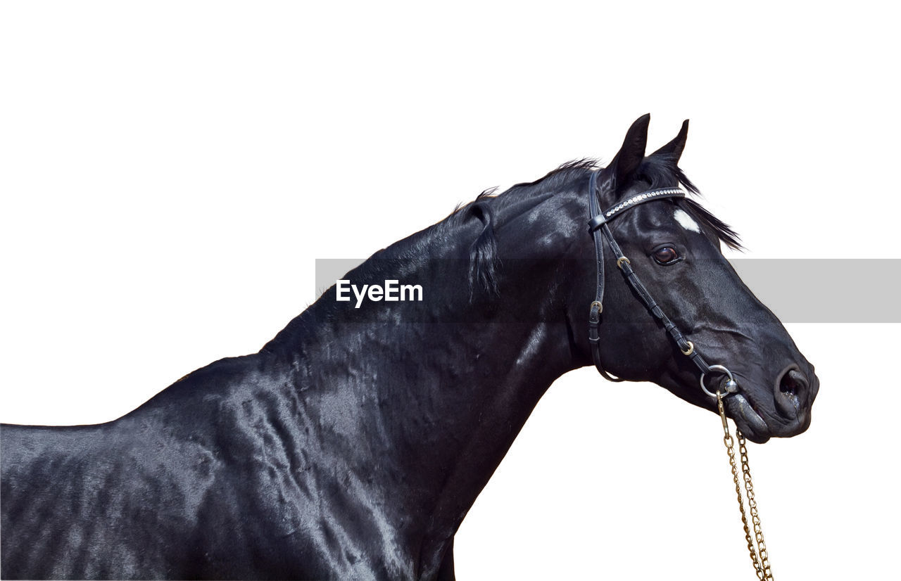 CLOSE-UP OF BLACK HORSE AGAINST WHITE BACKGROUND