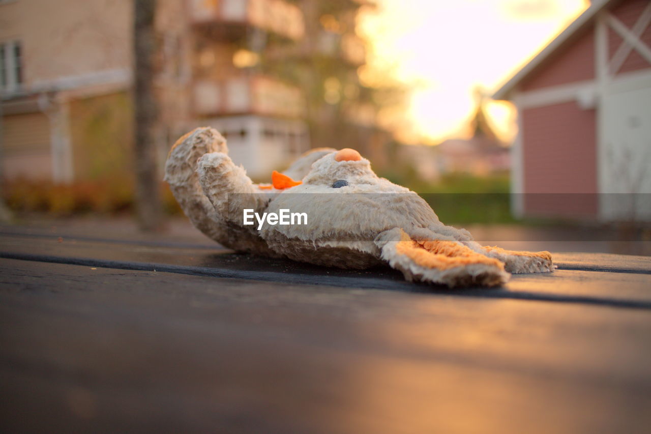 Close-up of teddy bear on wooden table during sunset