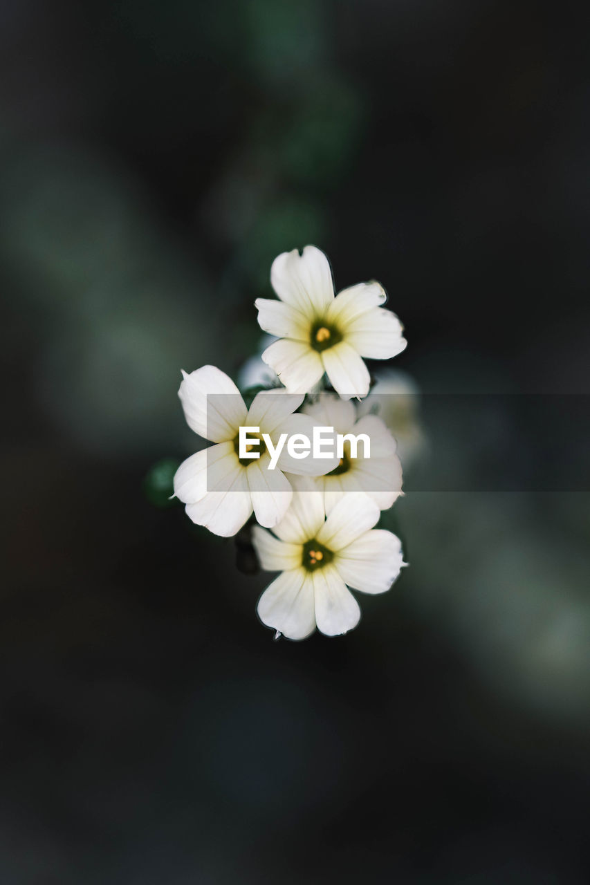 Close-up of white flowering plant