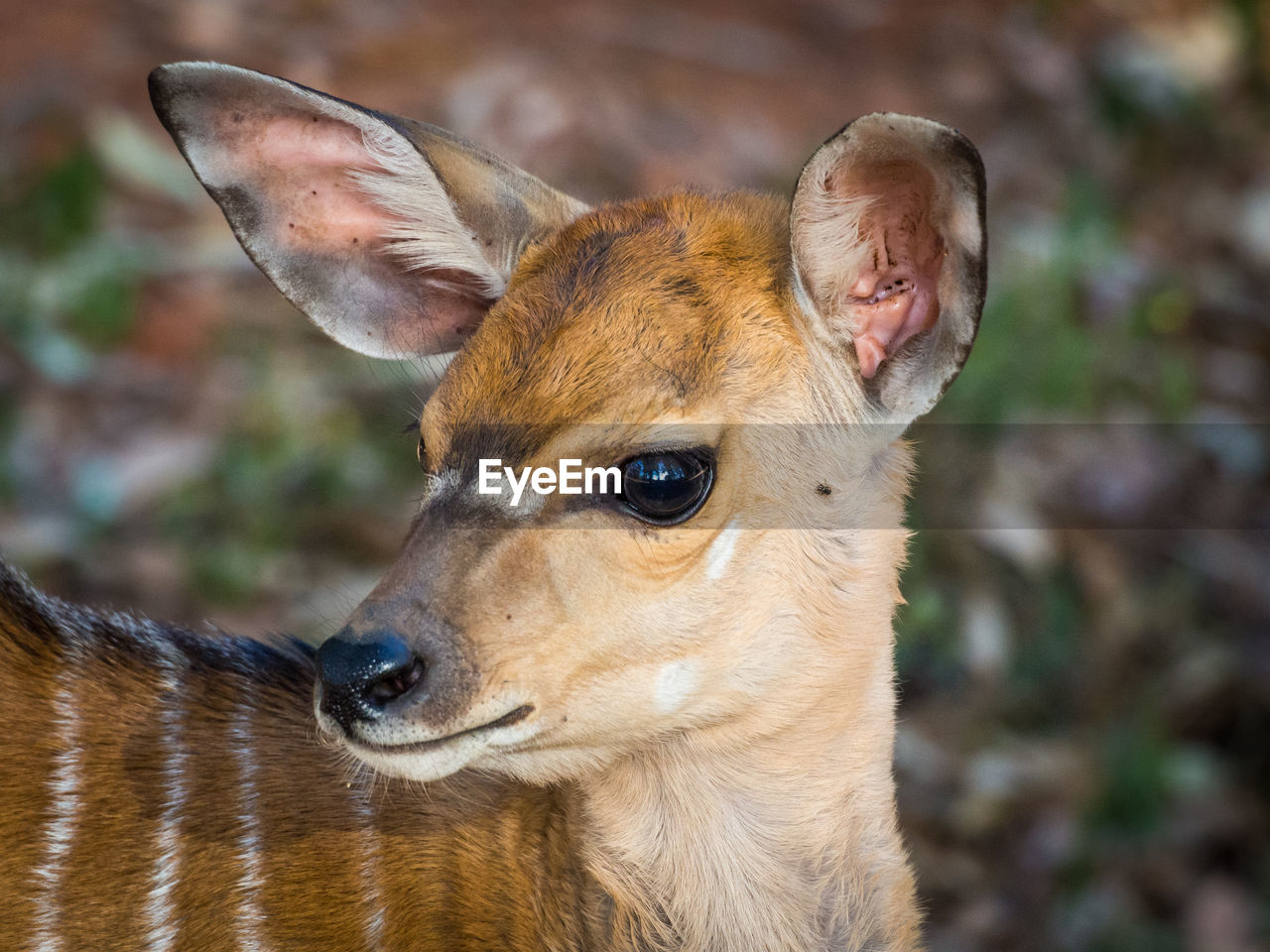 Close-up portrait of young nyala antelope in mlilwane wildlife sanctuary, swaziland, africa