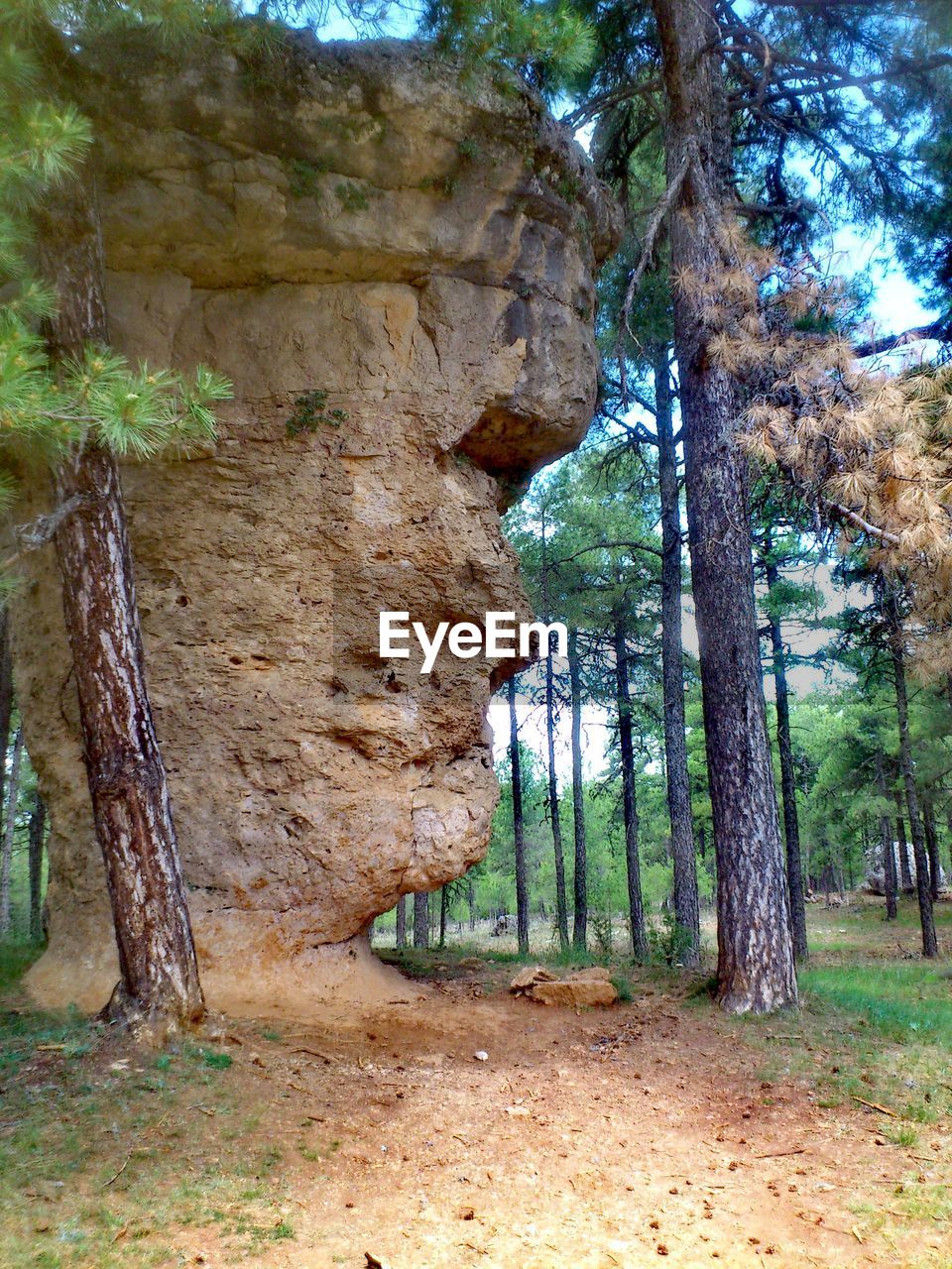 VIEW OF TREES IN FOREST